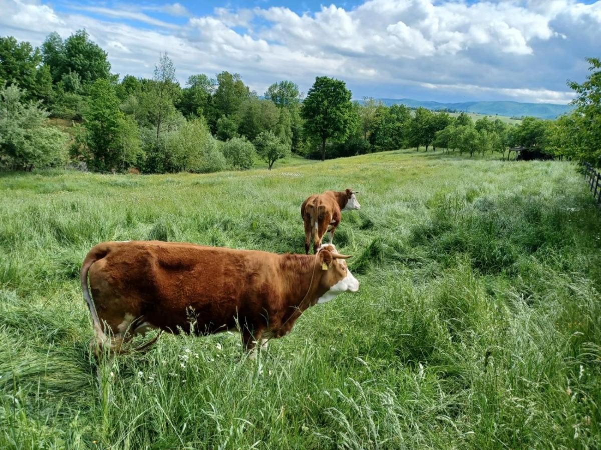 Pensiunea Agroturistica Casa Jucan Poieni Экстерьер фото